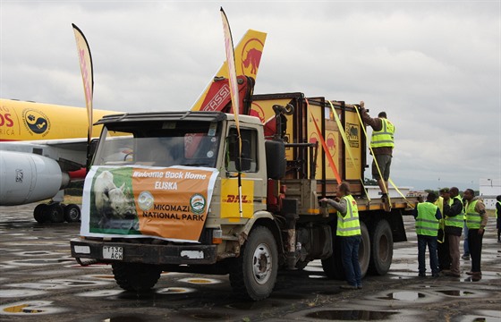 Transport nosoroí samiky Eliky do Afriky (28.6.2016).