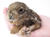 Pokud nemá mlád zajíce i divokého králíka viditelný zdravotní problém,...