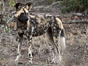 Na prvn pohled je zbarven ps hyenovch velmi vrazn, ale v schnouc...
