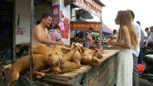 Festival psího masa v ín.