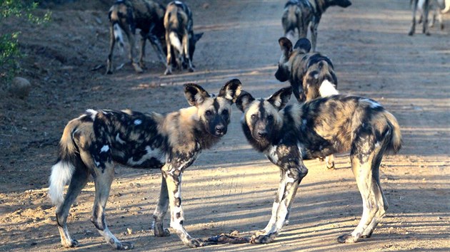 Psi hyenov jsou mimodn spn predtoi. Pomhaj si i chytrost  postupem asu zjistili, e lov kopytnk je snaz na cestch, kde jim to pi prku dost kloue.