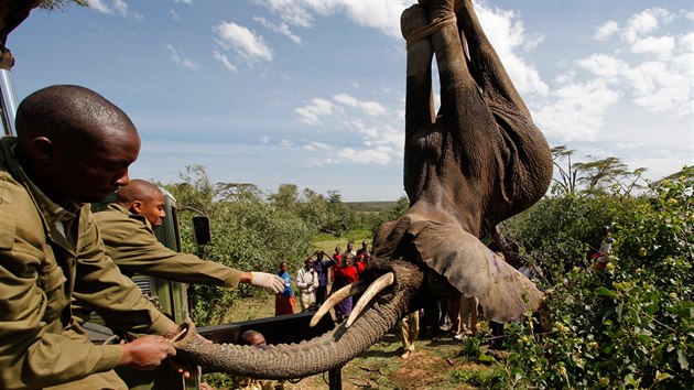 Zve na snmku nen mrtv, Kean ho pouze uspali. Zem v roce 2011 zahjila rozshl sthovn, bhem nj pesunula 200 chobotnatc do populrn prodn rezervace Masai Mara.