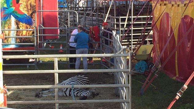 Z cirkusu v Beroun utekly dv zebry. Jedna je uspan a zpt ve vbhu, druh se utopila v Berounce (29.6.2016).