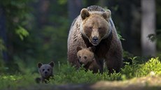Medvědice ve Skandinávii se vědomě naučily využívat blízkosti lidských obydlí... Medvědice ve Skandinávii se vědomě naučily využívat blízkosti lidských obydlí...