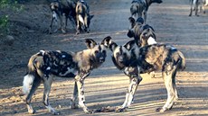 Psi hyenoví jsou mimoádn úspní predátoi. Pomáhají si i chytrostí ...