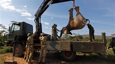 Zvíe na snímku není mrtvé, Keané ho pouze uspali. I tato zem v roce 2011 zahájila rozsáhlé sthování, bhem nj pesunula 200 chobotnatc do populární pírodní rezervace Masai Mara.