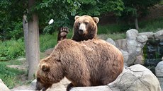 Tak ahoj v Zoo Brno, pohlídáme vám batohy se svainou!
