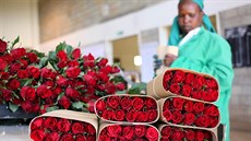 Pro Keňu jsou největším exportním zbožím řezané květiny. Pro Keňu jsou největším exportním zbožím řezané květiny.