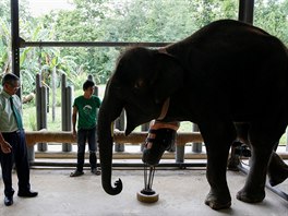 Kdy Mosha dostala svou první protézu, mla na slona pouhých 600 kilogram....