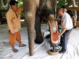 Podobný ivotní píbh má i druhý zranný slon jménem Motola. Také pro ni nyní...