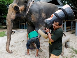 Nemocnice, kterou provozuje Nadace pátel asijských slon, byla zaloena v roce...