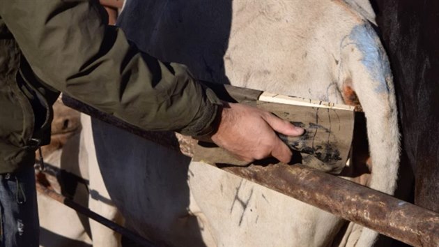 Britsk vdec v Botswan maluje kravm na zadek oi. aby je ochrnil ped hladovmi lvy (5. ervence 2016)