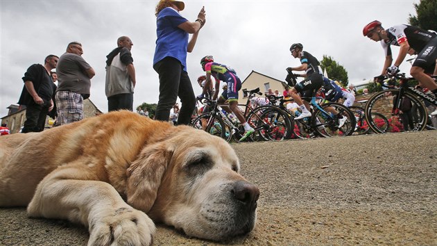 Pondln tempo pelotonu na Tour de France uspalo i psa.