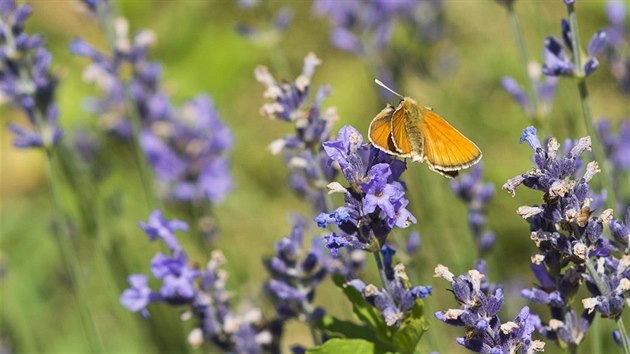 Levandulm, kter jsou znm z jihofrancouzskho regionu Provence, se da i na vchodn stran Moravy.