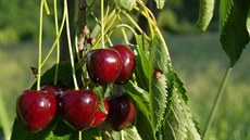 Vítovka molitorovská, téměř zapomenutá odrůda raných třešní, objevená pracovní... Vítovka molitorovská, téměř zapomenutá odrůda raných třešní, objevená pracovní...
