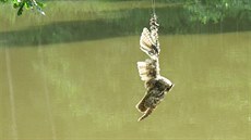Vysílená sova visela na vlasci za kídlo asi metr nad ekou. (2. ervence 2016)