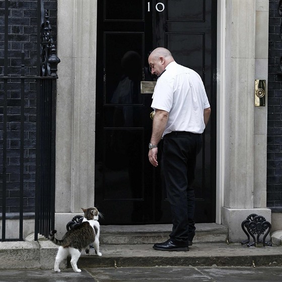 Kocour Larry ped dvemi premiérského sídla v Downing street íslo 10 (5....