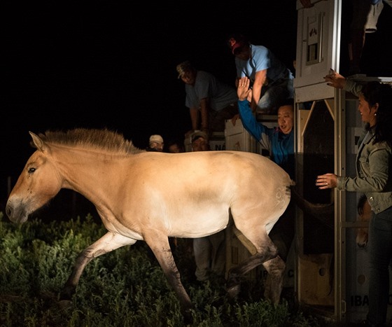 Praská zoo poslala dalí kon Pevalského do Mongolska (17.7.2016).