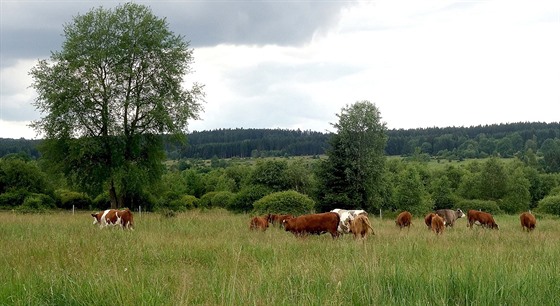 Ped náletovými devinami mají brdskou pírodu uchránit krávy.