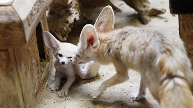 Z mlat fenk maj v jihlavsk zoo velkou radost.