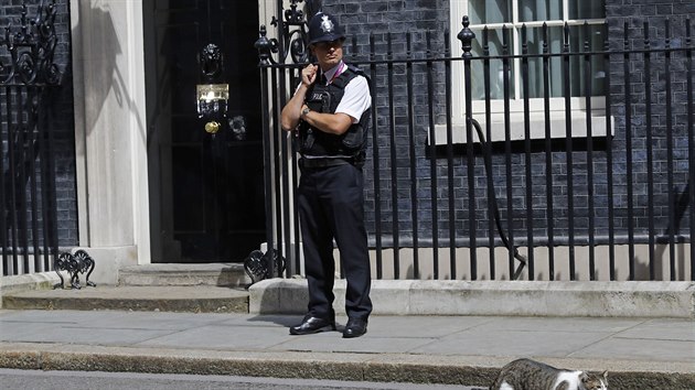 Kocour Larry ped dvemi premirskho sdla v Downing street slo 10 (13. ervenec 2016)