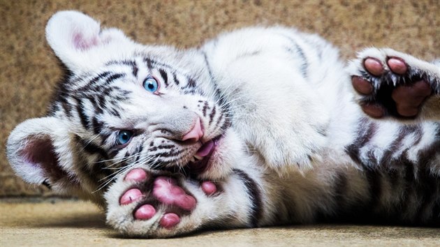 Modr oi a naervenal bka prst jsou typickm znakem blch tygr, kte jsou polovinmi albny. 