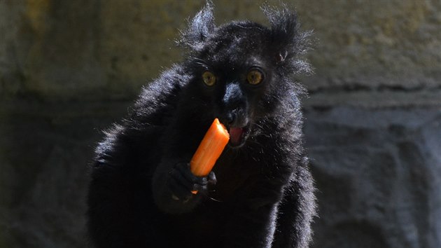 V brnnsk zoo se zabydluje rodinka lemur ernch.