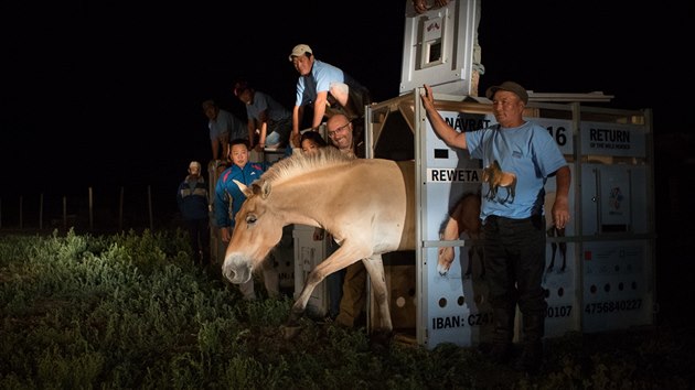 Prask zoo poslala dal kon Pevalskho do Mongolska (17.7.2016).