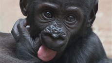 Růst zubů není nejpříjemnější, ale ke zdravému vývoji mláděte patří. Ajaba to... Růst zubů není nejpříjemnější, ale ke zdravému vývoji mláděte patří. Ajaba to...