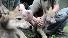 Křest vlčat v plzeňské zoologické zahradě. (13. července 2016) Křest vlčat v plzeňské zoologické zahradě. (13. července 2016)