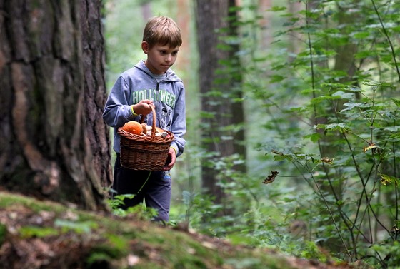 Houbai vyráejí na lov v lesích Karlovarského kraje.