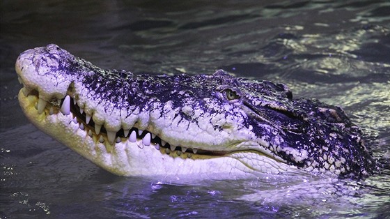 Golem, samec krokodýla moského v Krokodýlí zoo v Protivín.