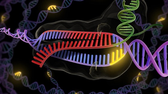 Enzym CRISPR (zelen a erven) se pipojuje k dvojité roubovici DNA (fialová...