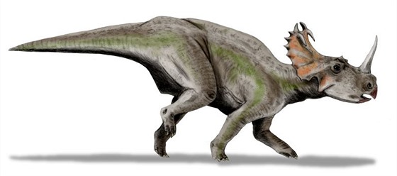 Centrosaurus apertus