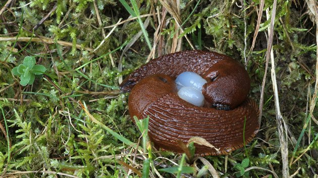 Slimáci jsou hermafroditi, ročně nakladou až stovky vajíček. Slimáci jsou hermafroditi, ročně nakladou až stovky vajíček.