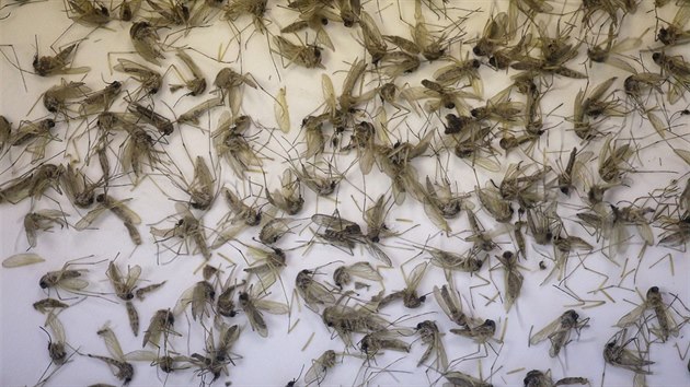 Vědci objevili virus zika i v obyčejných komárech. Chtějí další testy Vědci objevili virus zika i v obyčejných komárech. Chtějí další testy
