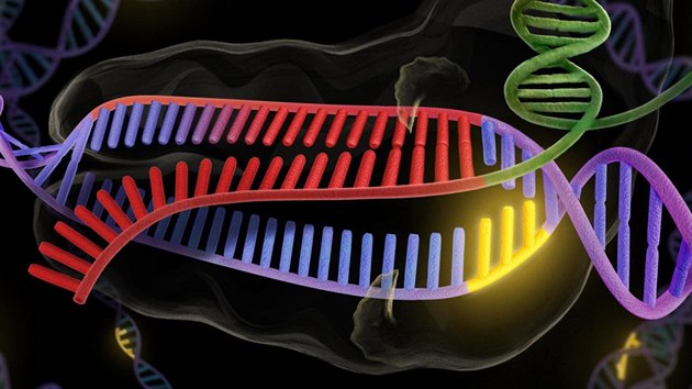 Enzym CRISPR (zeleně a červeně) se připojuje k dvojité šroubovice DNA (fialová... Enzym CRISPR (zeleně a červeně) se připojuje k dvojité šroubovice DNA (fialová...