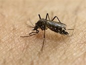 Vědci objevili virus zika i v obyčejných komárech. Chtějí další testy Vědci objevili virus zika i v obyčejných komárech. Chtějí další testy