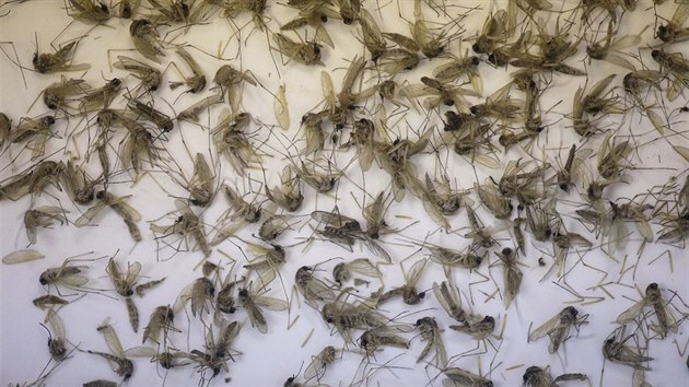 Vdci objevili virus zika i v obyejnch komrech. Chtj dal testy