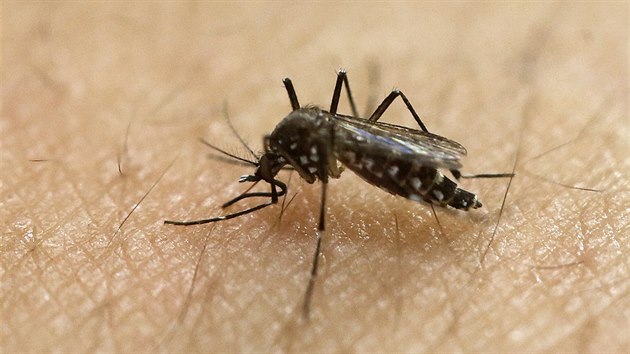 Vdci objevili virus zika i v obyejnch komrech. Chtj dal testy