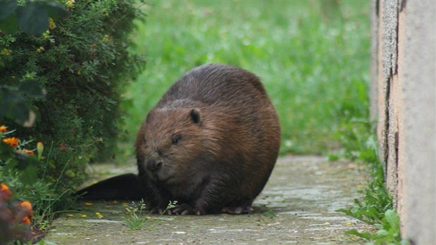 Ochrnci prody odchytvali bobra evropskho, kter vlezl na zahradu v Klabav na Rokycansku a vydsil majitelku