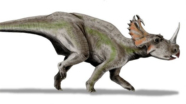 Centrosaurus apertus