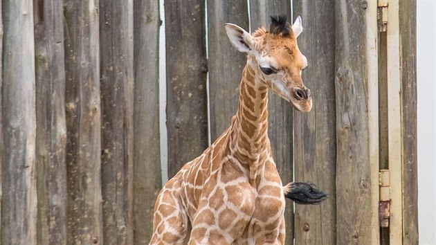 Samička žirafy, která se narodila ve zlínské zoo.