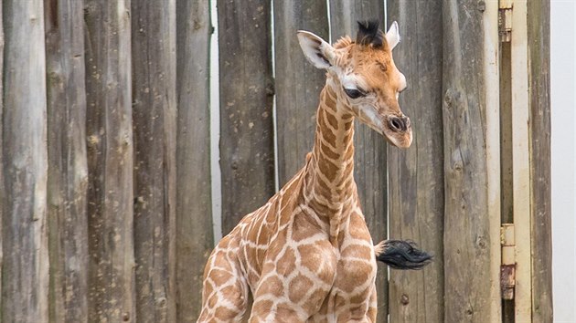 Samika irafy, kter se narodila ve zlnsk zoo.