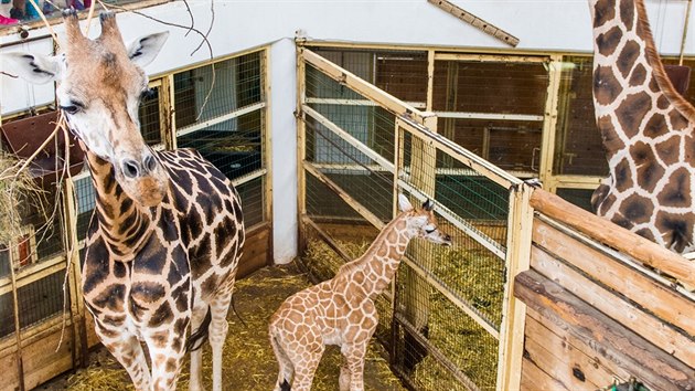 Samika irafy, kter se narodila ve zlnsk zoo.