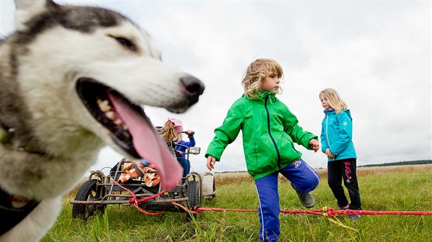 Na uniktnm musherskm tboe u Hradce Krlov se dti staraj o osm ps plemene sibisk husky.