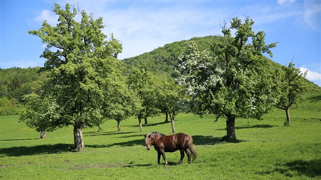 Pozemky pod Mileovkou.