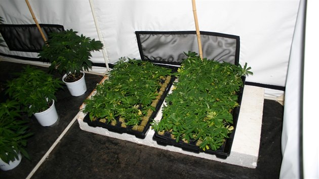Policist nali pi domovnch prohldkch stovky rostlin marihuany tsn ped sklizn a kilogram suiny.