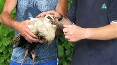 Záchrana mladého čápa bílého ve Kdyni na Domažlicku (24. 7. 2016) Záchrana mladého čápa bílého ve Kdyni na Domažlicku (24. 7. 2016)