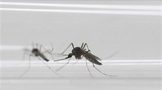 Vědci objevili virus zika i v obyčejných komárech. Chtějí další testy Vědci objevili virus zika i v obyčejných komárech. Chtějí další testy